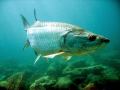   TARPON Hanging... Hanging  